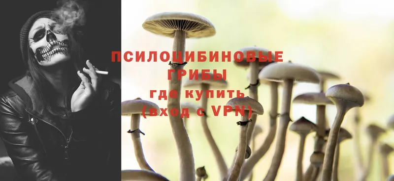 Галлюциногенные грибы Psilocybe  закладка  Беломорск 